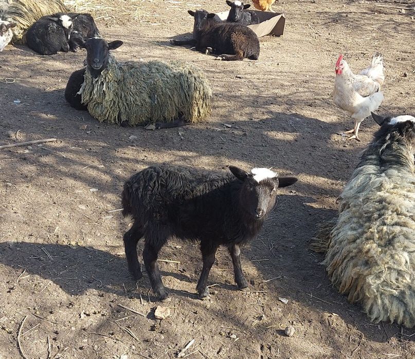 Продаю овци романовськи