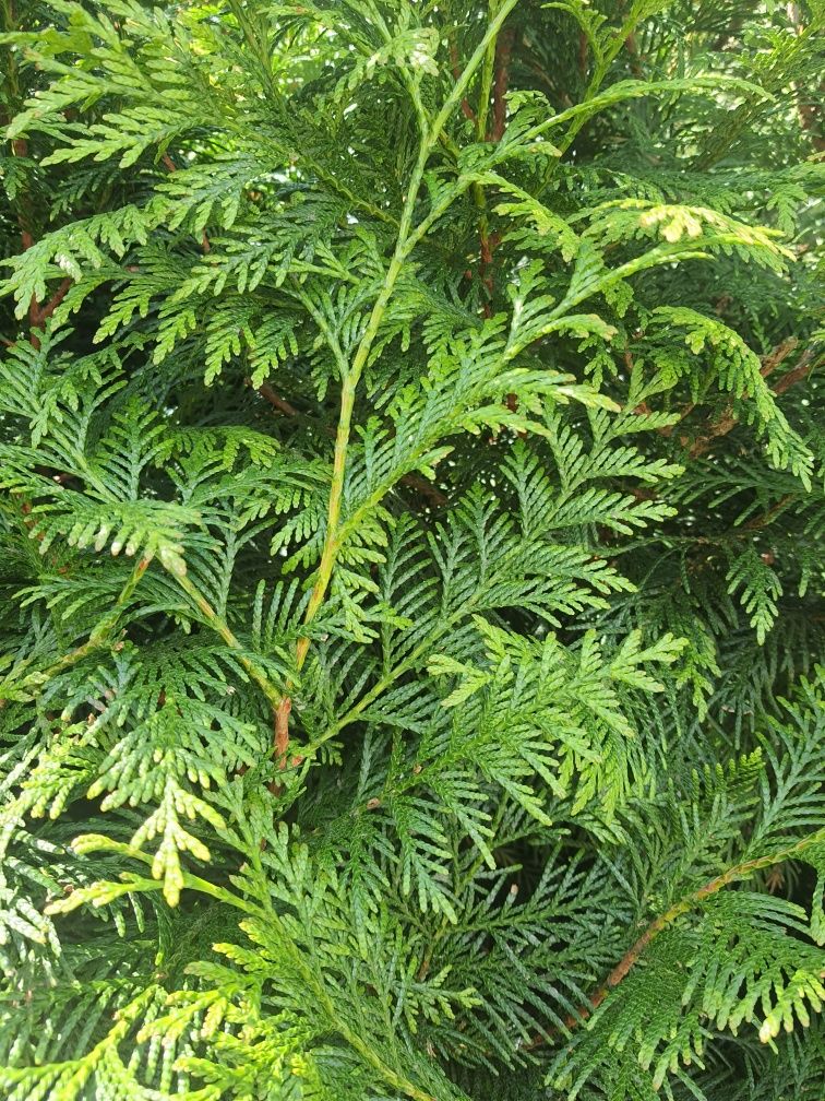 Thuja tuja Martin 1m ładniejsza niż Brabant piękny żywopłot PROMOCJA