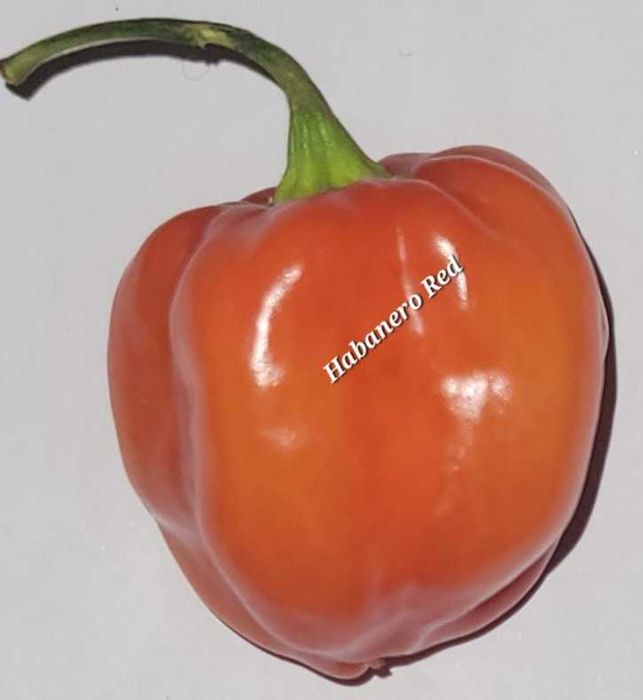 Sementes Pimentas para Troca