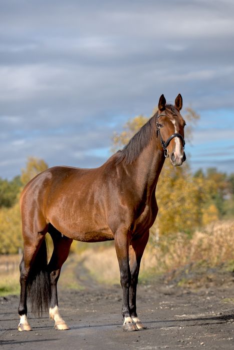 Wałacha 6 lat.  Fart-TK