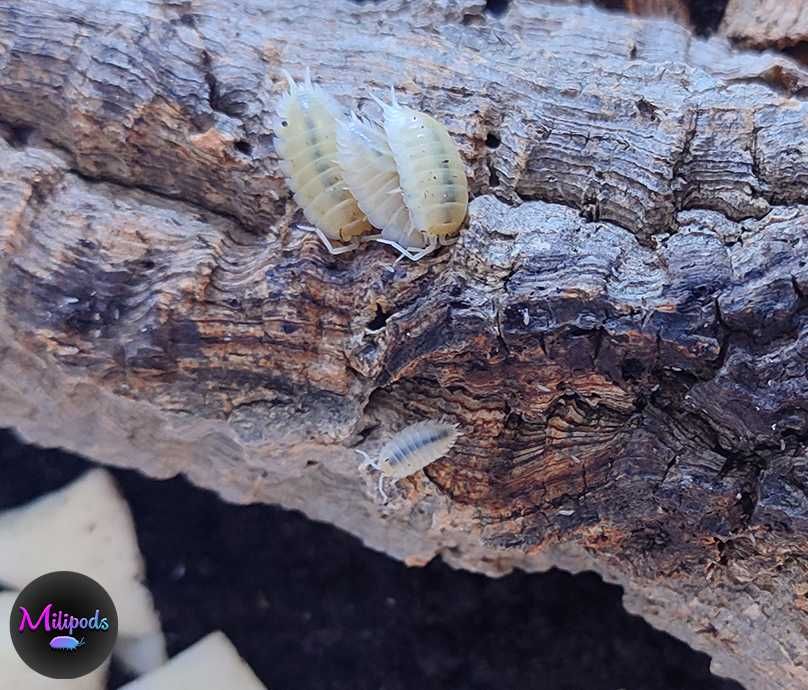 Isopods (Bicho-da-conta)