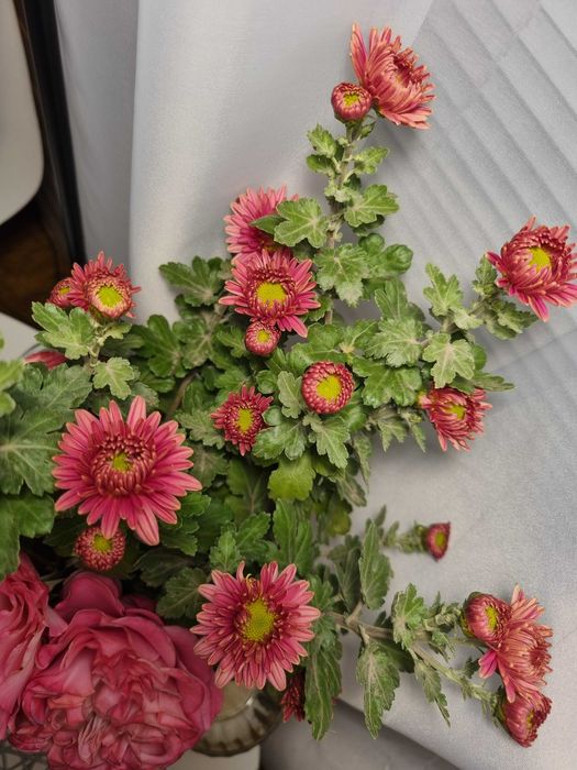 Саджанці квітів саженцы цветов неприхотливых