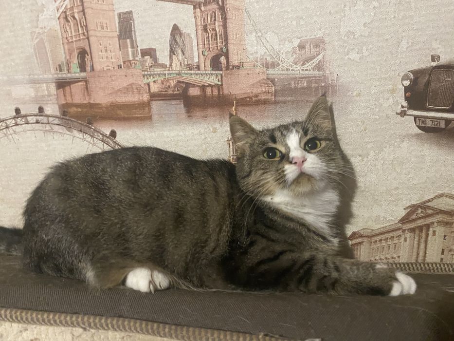 Дівчинка(стерилізована)в пошуках родини