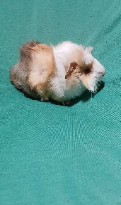 Морська свинка, розетка.