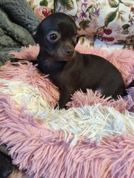 Śliczny piesek Chihuahua gorzka czekolada. Rodowód 4 pokolenia