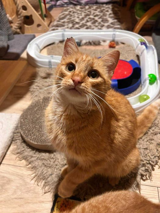 Śliczna, ruda Ignis