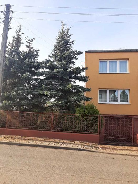 Drewno świerk w zamian za wycięcie oddam