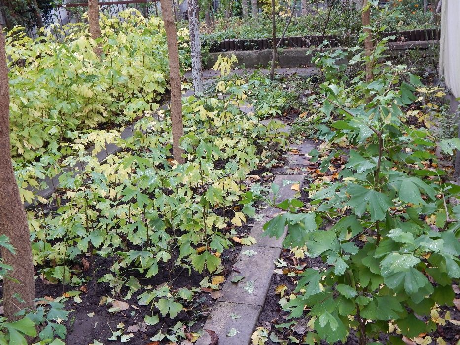 Саджанці і листя гінкго білоба. Кожний шостий саджанець у подарунок!