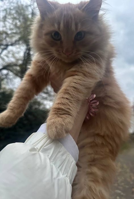 Отдам даром в добрые руки пушистого рыжего котенка