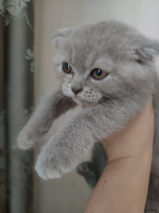 Коти, кошенята висловухі, 2 міс