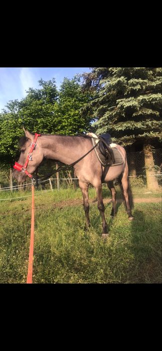 Konik polski klacz- hiszpania