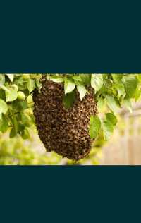 Usunę roje pszczele /Pogotowie Rojowe /Zbiorę rójki pszczół