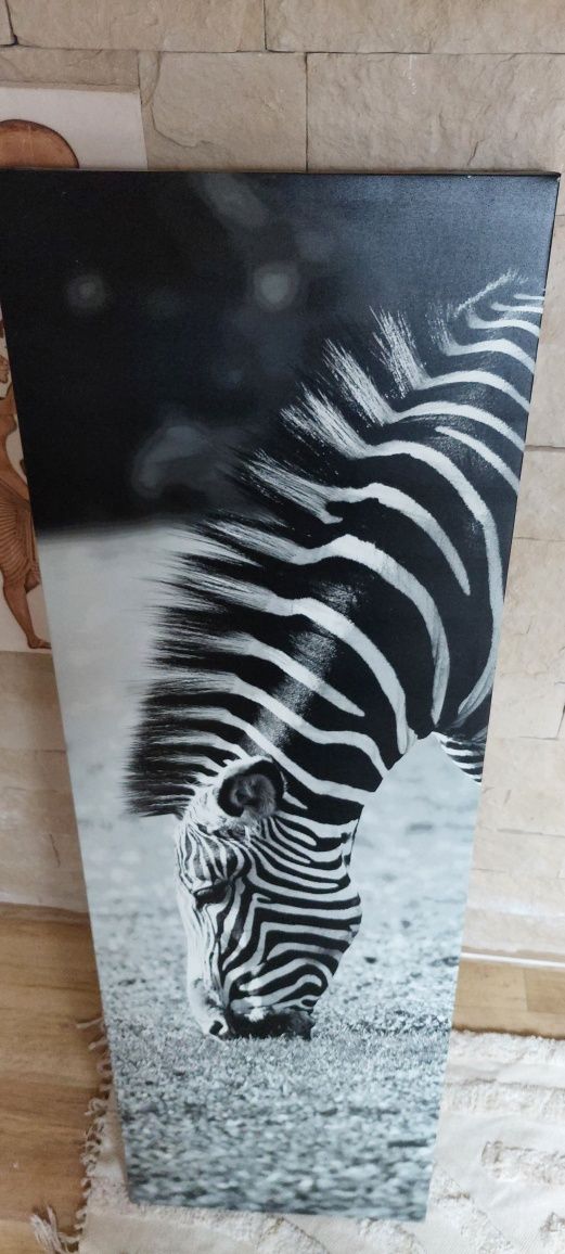 Obraz na płótnie Zebra