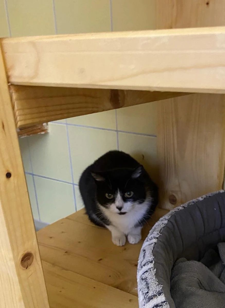 Kotka Iwa dla cierpliwych ludzi do adopcji!