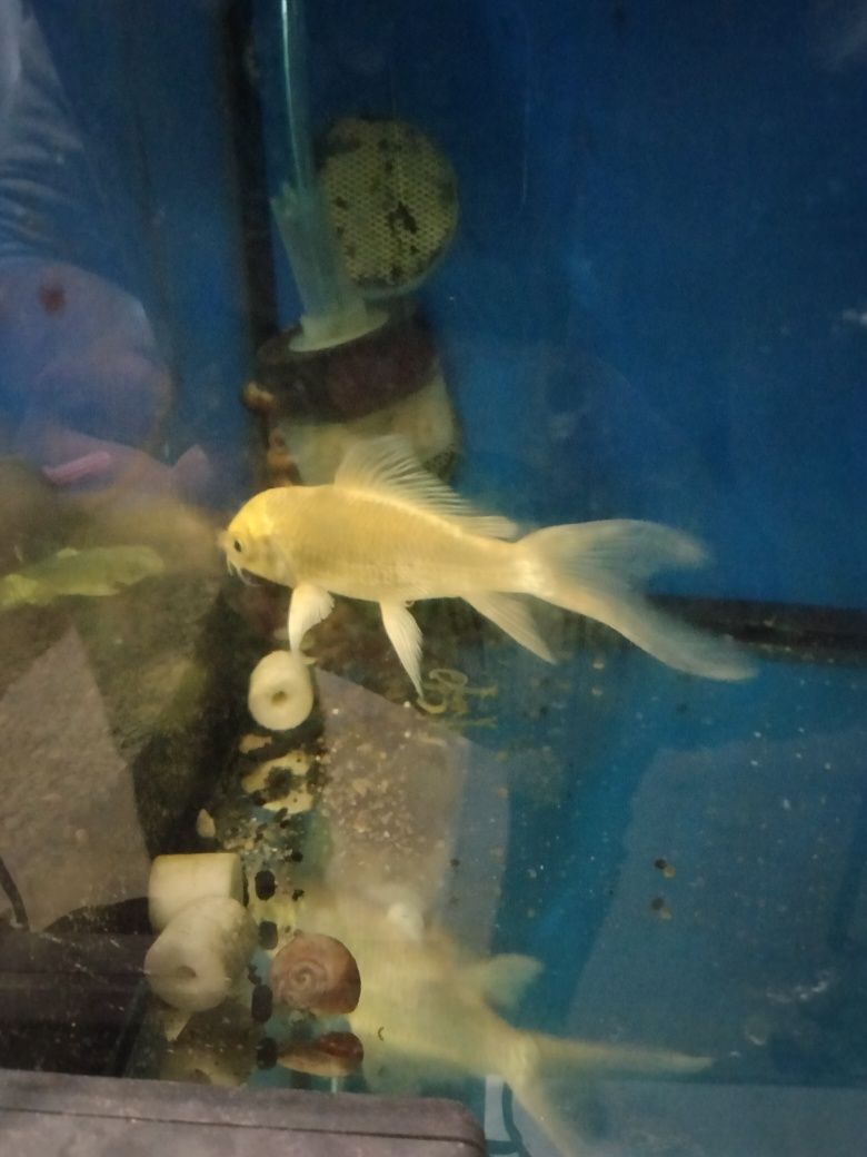 Carpa Koi de veu 15cm