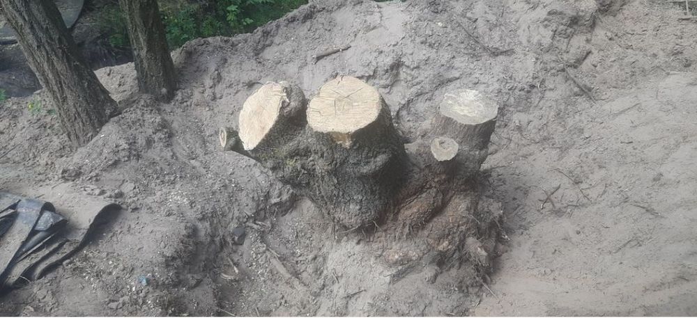 Спил дерев, підрізка аварійних сухих дерев-гілок