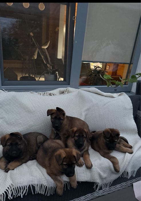 Щенки немецкой овчарки Харьков