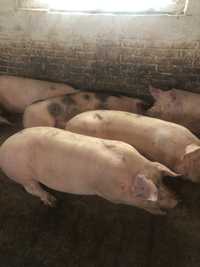 Продам свиней живой вес 180-200