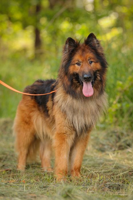 Rocky , około 5 letni owczarek do adopcji z fundacji