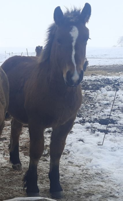 Źrebaki do rezerwacji