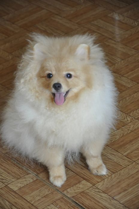 Хлопчик шпіц 5 місяців