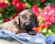 FLAT COATED RETRIEVER - wątrobiane szczenię/odbiór połowa Lipca