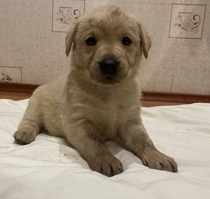 Лабрадор ретривер