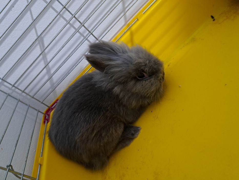 Oddam za darmo królika wraz z klatką