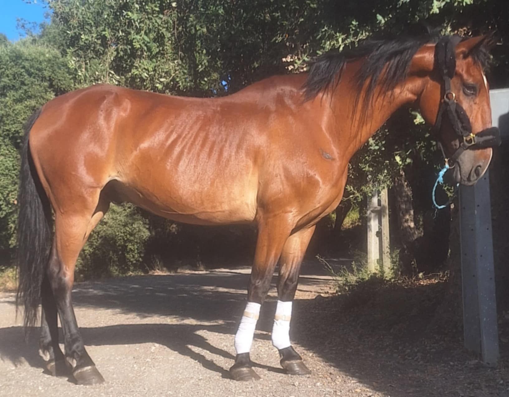 Cavalo castrado masinho para qualquer pessoas ou crianças