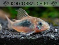 Kirysek spiżowy - Corydoras aeneus - Kirys - dowóz, wysyłka