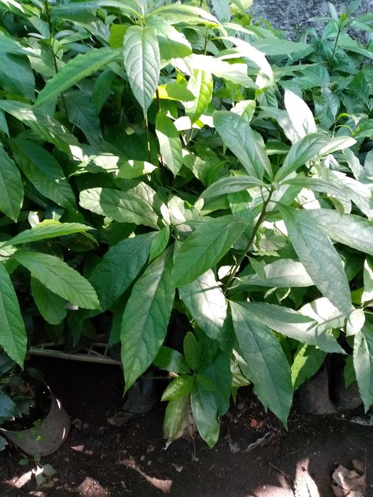 Abacateiro , Abacateiros