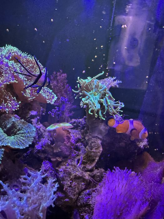 Морський акваріум корали риба клоун креветка