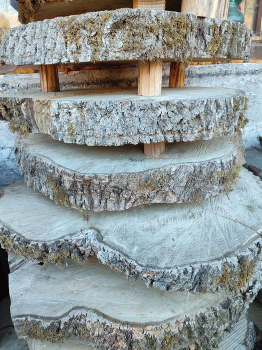 Plastry z pnia drzewa - jesion