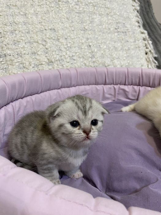 Шотланські котики