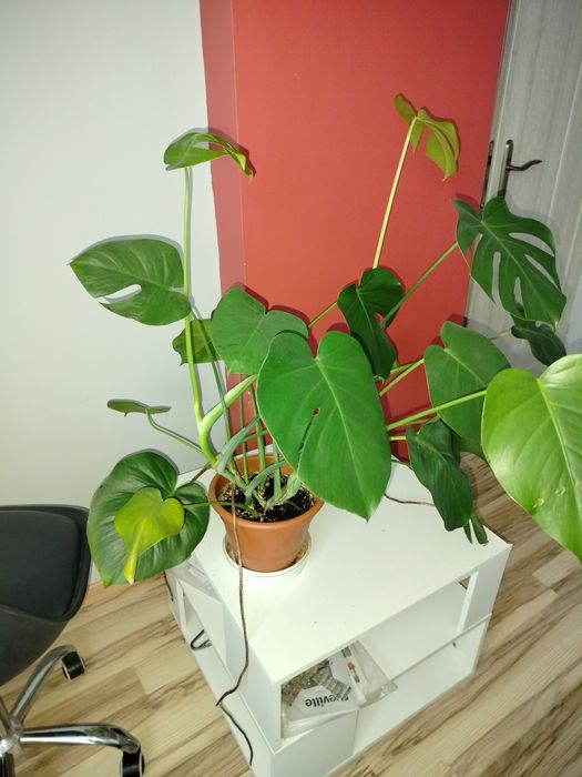 Monstera deliciosa