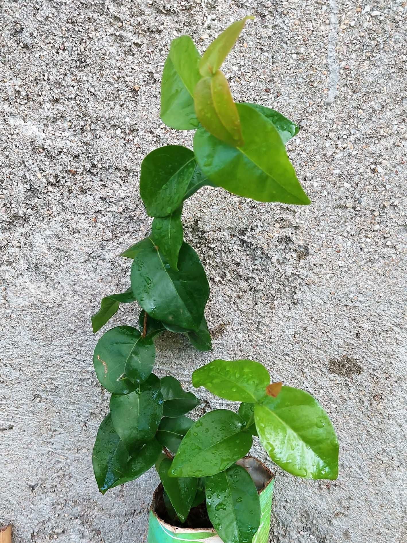 Pitanga Negra - Eugenia Uniflora var. Negra