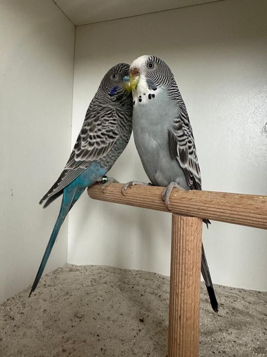 Casais de periquitos black face puro e portador