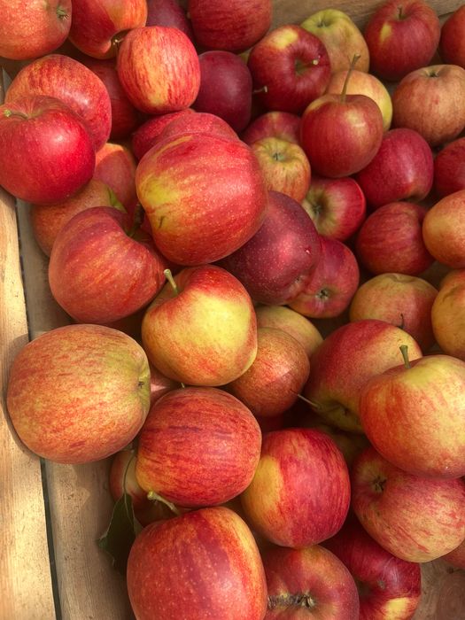 Jabłko polskie wszystkie odmiany. Zapraszam do zakupu wysylka kurierem