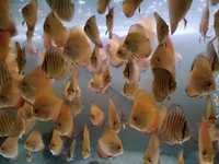 Paletki dyskowce   ryby różne wielkości i odmiany