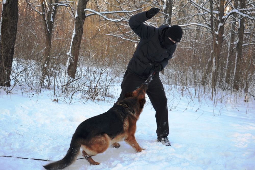 Немецкая овчарка кобель вязка