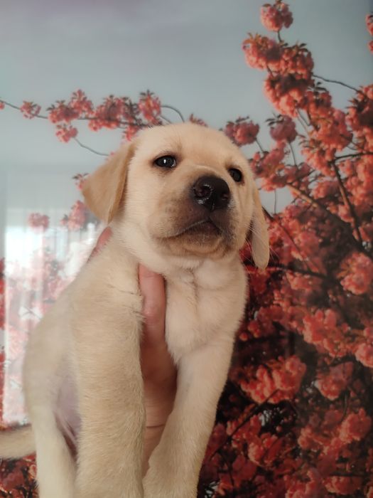 Лобрадор ретрівер