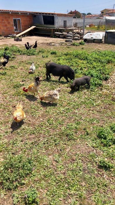 Poucos machos e fêmeas vietnamitas