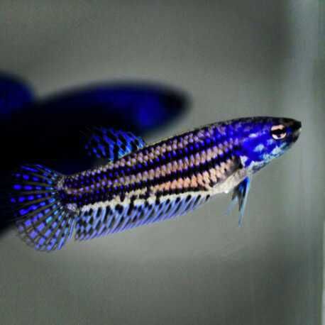 Bojownik alien - odmiana NIEBIESKA - PARA - 2 sztuki - BETTA - RARYTAS