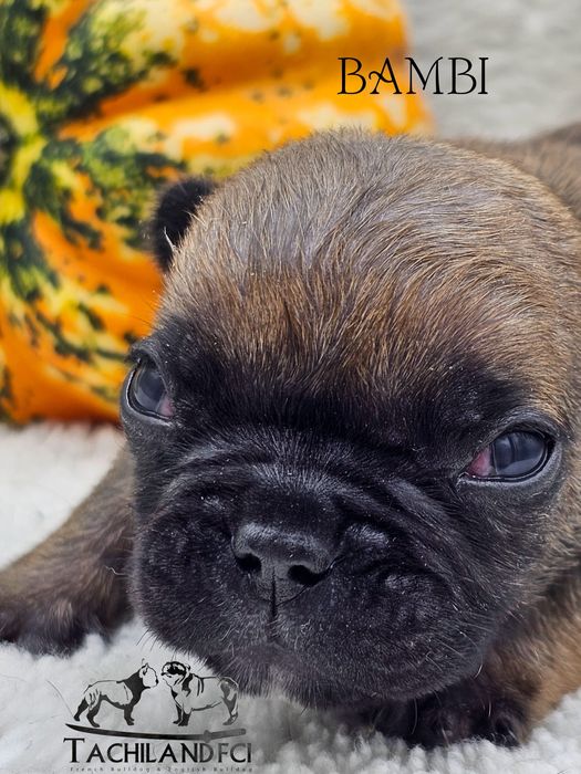 Bambi  buldog Francuski FCI