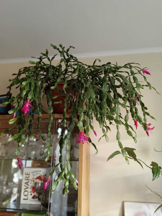 Продам комнатные цветы