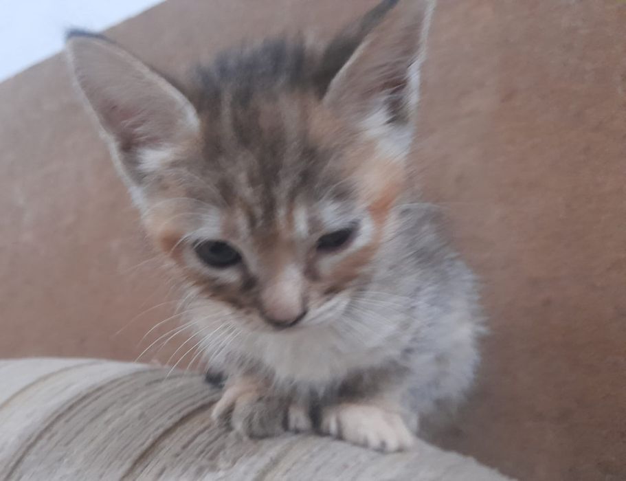 Gatinha para adopção