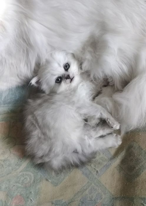 Котёнок серебристый шиншилла хайленд