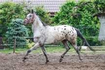 MOLLY trzyletnia klacz