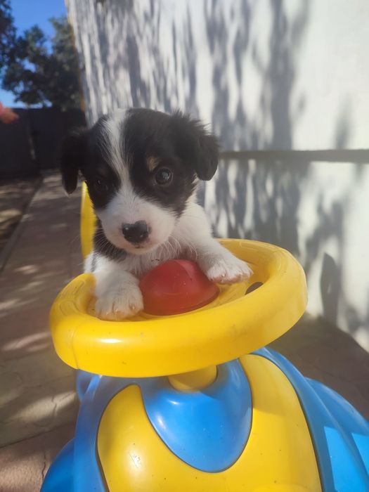 Віддам щянята цуценята маленькі песики