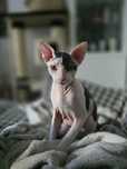 WCF Don Sphynx  kotek